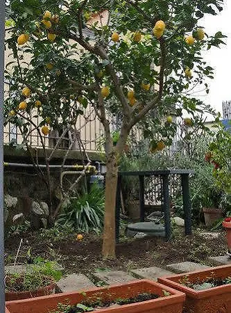 Casa Vacanze San Francesco Sant'Angelo (Isola d'Ischia)